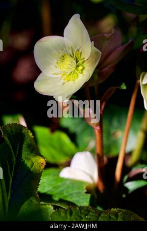 Helleborus "Neve Alla Cannella" Foto Stock