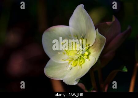 Helleborus "Neve Alla Cannella" Foto Stock