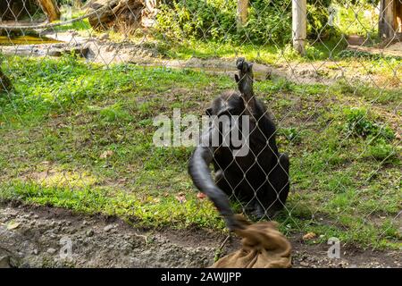 Berlino, Germania - 7 ottobre 2019: Giardino zoologico di Berlino , scimmia nel voliera Foto Stock