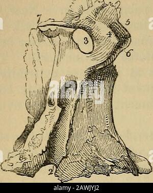 Il vademecum dell'anatomista : un sistema di anatomia umana . ortion è hollowwdthin, e presenta cinque superfici esternamente, tre articolari, e twofree; le tre articolari sono, l'anteriore, che guarda avanti andarticula con l'osso mascellare superiore, l'interno con theethmoid, e la posteriore con lo sfenoide. Le superfici libere formano la casta nasalis per la ricezione del vomero. 5. La filocessa appuntita che, con un analogo processo dell'osso opposto, forma la colonna vertebrale del palato. 6. La cresta orizzontale che dà il collegamento all'osso erbinatedosso infeiior; la concavità è Foto Stock