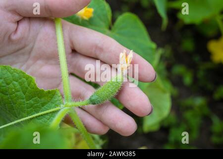 Pianta di cetriolo con un fiore primo piano. Macro di giovani Cetumbers Crescente. Cetriolo in fiore. Foto Stock