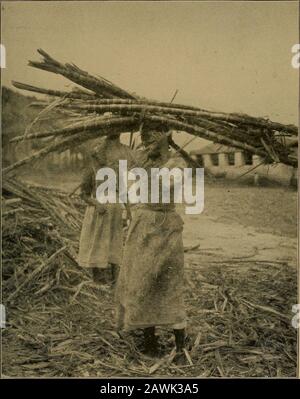 Con Speaker Cannon attraverso i tropici : una storia descrittiva di un viaggio nelle Indie Occidentali, Venezuela e Panama: Contenendo vedute del Presidente sui nostri possedimenti coloniali . ingiunge un tocco ravvicinato sulla situazione, fora la nave da guerra della sua marina di Majestys, come un bastone grande che parla dolcemente, cade nel porto a intervalli imprevisti, E rimane abbastanza a lungo da far sapere a tutti che il braccio forte dell'Inghilterra è behindthe Governatore e i suoi associati, e che qualsiasi tentativo di rivoluzione sarà prontamente respinto. Una politica migliore grazie al mantenimento degli eserciti in piedi, forse, e certamente Foto Stock