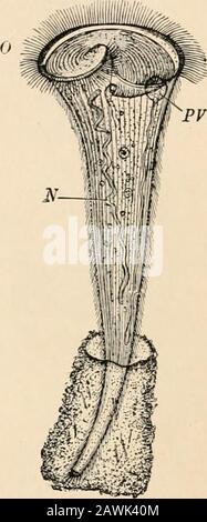 Testo-libro di anatomia comparativa . FIG. 14.- Stylonychia mytilus, dopo Stein fig. 15. Stentor Roeselii, dopo Stein (dalla Zoologia di Clauss), visto dal ventrale (Zoologia di Clauss). 0, apertura orale con superficie oeso^. WS, zona ciliata Adoral; C, phagus contrattile; PV, vacuolo contrattile N, nucleo,vacuolo ; AT, nucleo ; N, rnicronucleo; A, ano. Foto Stock