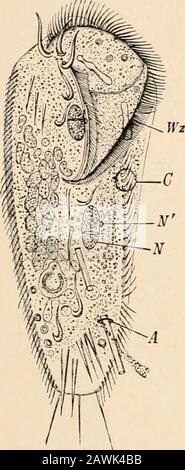 Testo-libro di anatomia comparativa . Ordine 3. Hypotricha. Le superfici dorsali e ventrali si distinguono nettamente. Superficie ciliata Ven-tral. Chilodon, Euplotcs, Stylonichia (Fig. 14), Oxytriclia, Urostyla. FIG. 13. A, Stylo-rhynchus longicollis, dopo Aime Schneider.ep, Epimerit; pm, proto-merit ; dm, deutomerit.S, Urospora Saenuridis.Coniugazione di individiali, dopo Kdlliker. 10 ANATOMIA COMPARA CHAP.. Foto Stock