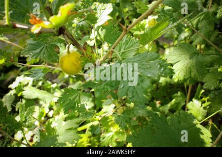 bacche gialle mature sulla macchia di uva spina con e foglie verdi dopo la pioggia nel giardino estivo Foto Stock