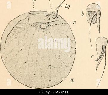 Testo-libro di anatomia comparativa . Ordine 2. Polycistidse.Body diviso da una parete divisoria in anteriore (protomerit) e posteriore (cluto- m. FIG. 11.- Noctiluca Miliaris (dopo Butschli), qualche cosa alterato, bg, flagello tipo Band ; /, flagellum ;?)i, apertura orale; «, nucleo; 6 e c, spore di Noctiluca. Foto Stock