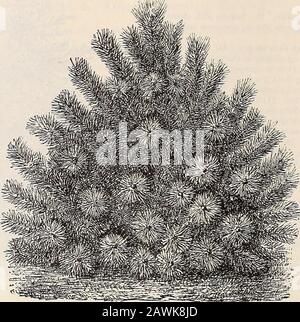 Catalogo generale di alberi da frutto e ornamentali, arbusti, rose, ecc . 78 ELLWANQER & BAREYS Juniperus c. var. Hibernica robusta. Robusto Juniper irlandese. C. Più visone del precedente, e senza dubbio più ardua, ma non tanto regale in forma, comunque bella. TOE.J. c. var. Suecica. Juniper svedese. C. un albero piramidale di piccole dimensioni, bello, con folieto verde giallastro. È piuttosto duro. 7.5c.J. c. var. Suecica nana. DwARP Juniper svedese. D. una varietà di nani, temprati. SL.OO. +J. Japonica. Giappone Juniper. D. nativo di Cina e Giappone. Un nano, denso, sempreverde, con luce, vivo Foto Stock