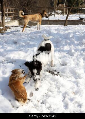 Gruppo di cani che giocano nella neve. Chihuahua, un cane da pastore bulgaro e un cane di razza assente. Foto Stock