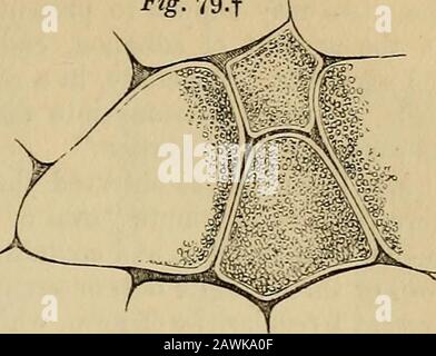 Il vademecum dell'anatomista : un sistema di anatomia umana . y aderente, e linee di giunzione distintivestlongitudinale possono essere osservate fra loro; theyalso sepaiate molto facilmente quando ma-cerated per un certo tempo. La separazione più usuale della fibra finale in fibrille, si sfrangiando stirata, in transversazioni [fig. 80], corrispondeva alle linee scure dello stride, e di conseguenza alle construzioni della fibrilla. Quando si verifica tale divisione con la stazione di servizio, le linee longitudinali sono indistinte, o scarsamente percepibili. * Sulla Struttura dei minuti e Sui Movimenti di Volun Foto Stock