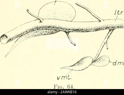 La casa-mosca, Musa domestica Linn: La sua struttura, le sue abitudini, lo sviluppo, la relazione con la malattia e il controllo . asssustra che si apre nel seno pericardico tra le cellule peri-cardial. Il sangue che riempie il cuore e i seni e quindi bagna gli organi è un liquido quasi incolore, rapidamente coagulabile, contenente globuli ameboidi, nucleati, contenenti incolori e piccole globule di carattere afattoso. I Dischi Immaginali. Come in altri ciclorrhaphic Diptera, i dischi immaginali di cui sono stati descritti da Weismann (1864). Kunckeldherculais (1875-78) e Lowne, l'imago è sviluppato da H. Foto Stock