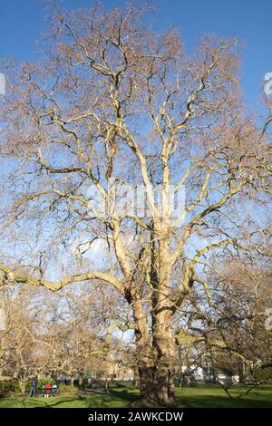 Il Brunswick Plane Tree a Brunswick Square Gardens, Londra, WC1, Regno Unito Foto Stock