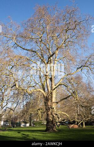 L'albero dell'aereo di Brunswick in Brunswick Square Gardens, Londra, WC1, Inghilterra, Regno Unito Foto Stock