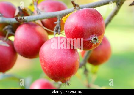 Malus 'Rosehip'. Una varietà di mele da granchio con calici pronunciati che danno l'aspetto di grandi roseti. Autunno. REGNO UNITO Foto Stock
