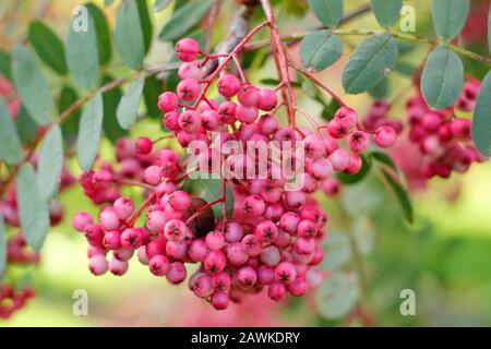 Sorbus pseudohupehensis "Pagoda Rosa" rowan con frutti di bosco rosa in autunno. REGNO UNITO Foto Stock