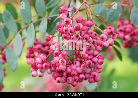 Sorbus pseudohupehensis "Pagoda Rosa" rowan con frutti di bosco rosa in autunno. REGNO UNITO Foto Stock