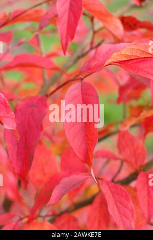 Stewartia pseudocamellia. Foglie rosse e di rame di camelia decidua in autunno. REGNO UNITO. Foto Stock