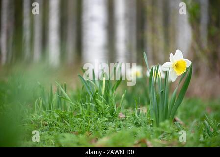 Follie bianche di ghiaccio Con Daffodil A Cubetti in primavera. Messa a fuoco selettiva e profondità di campo bassa. Foto Stock