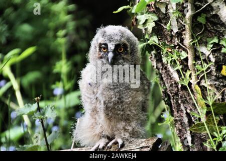 Una vista di un bambino Long Eared Owl Foto Stock