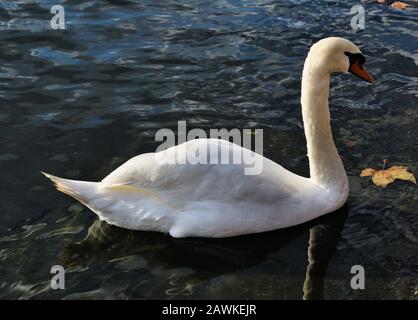 Una vista di un Mute Swan ad Hyde Park a Londra Foto Stock