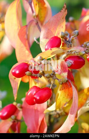 Cornus officinalis. Ciliegio corneliano giapponese, un tipo di dogwood, che mostra i caratteristici colori autunnali e frutti rossi. REGNO UNITO Foto Stock