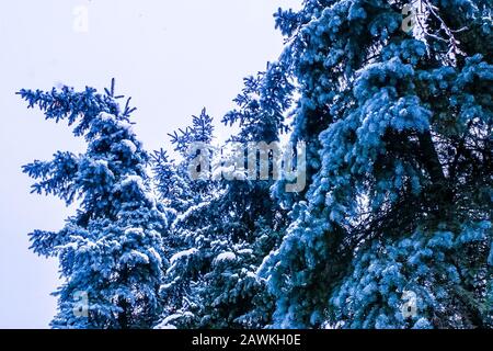Cime degli alberi di Firtreetops coperti di neve Foto Stock