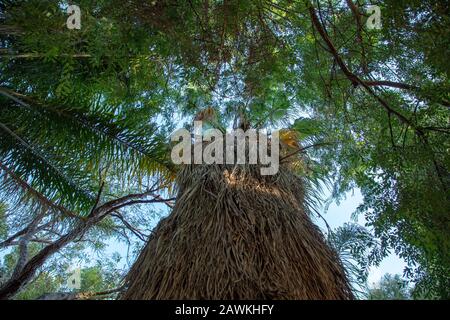 Vista su un'alta palma con foglie appassite intorno al tronco nel giardino. Foto Stock
