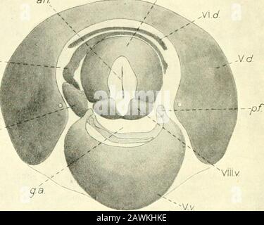 La casa-volare, Musa domestica Linn: La sua struttura, le sue abitudini, lo sviluppo, la relazione con la malattia e il controllo . Le gonapofite maschili. L'estremità dell'addome nel maschio (fig. 24) ha subito notevoli modifiche nella formazione degli externalgenitalia. La porzione visibile dell'addome, vista dall'alto, è costituita dai primi cinque segmenti addominali; I rimanenti sessanta sono leggermente ritirati nel quinto segmento, e guardando l'addome dall'estremità posteriore, solo il terminale 54 LA STRUTTURA INTERNA del segmento DOMESTICA MUSCA, l'ottavo, che circonda l'ano, Foto Stock