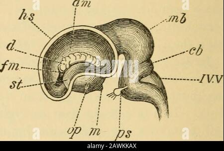 Un sistema di ostetricia . Fig. 87.-(Da Kolliker.) sistema Nervoso centrale di un embrione umano di sette Settimane*: 1, dal lato dorsale, con cervello e midollo spinale esposti; 2, vista laterale del cervello e della parte superiore del midollo spinale; 3, vista dorsale del cervello: V, vescicola cerebrale; z, diencefalo; M, medio-cervello; h,epencefalo; &gt;, metencepbalon; x, estremità anteriore ventrale del diencefalo dove si svilupperà il tubercinereo. Fig. 88.-(Dopo Mihalkovics.) Vista Laterale del cervello Di Embrione di vitello, lungo 5 cm. La parete esterna dell'emisfero viene rimossa, in modo da fornire una vista dell'interno del ventricolo laterale sinistro Foto Stock