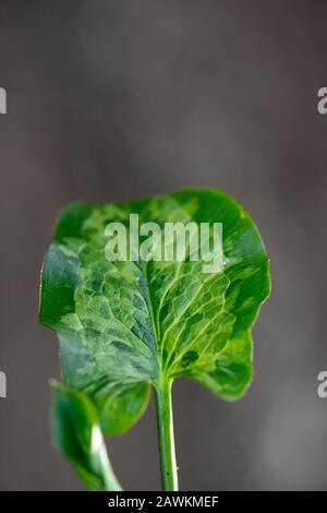 Arum italicum Grünspan,chiazzato,chiazzato,foglie,fogliame,sfumature di verde,variegate,signori e Signore,ombra,ombreggiata,giardino boschivo,boschi,RM Floral Foto Stock