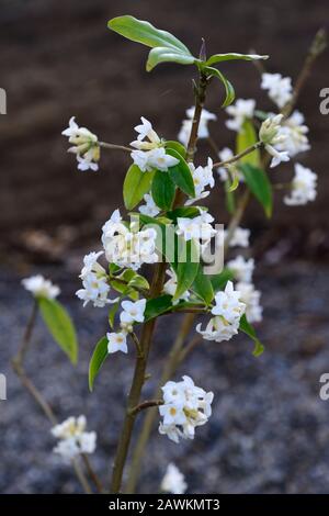 Daphne bholua giardino casa fantasma, fiori bianchi, arbusto fioritura inverno, profumo, profumato, profumato, profumo, profumo, fiori, arbusti, inverno, RM Floral Foto Stock