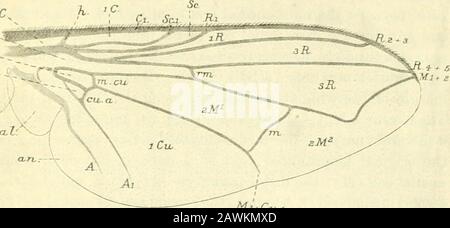 La casa-volare, Musa domestica Linn: La sua struttura, le sue abitudini, lo sviluppo, la relazione con la malattia e il controllo . m e epimeron. Il teformer (eps.) è delimitato davanti dal metasternum, dallo spiracolo toracico posteriore e dalla base dell'haltere, sotto il forame coxal posteriore e dietro dall'epimeron. Teepimeron {ep.) è inoltre delimitata inferiormente dal forame coxale e DALLE ALI 23 dietro l'arco dorsale stretto della iietatorace e dal segmento addominale fii-stabal, il suo apice viene a contatto con la base della tehaltere. La regione dorsale della metatorace è praticamente scomparsa, tutto ciò che può essere Foto Stock