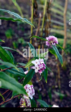 Daphne bholua jacqueline postill, fiori bianchi, arbusto fioritura inverno, profumo, profumato, profumato, profumato, profumo, fiori, arbusti, inverno, RM Floral Foto Stock