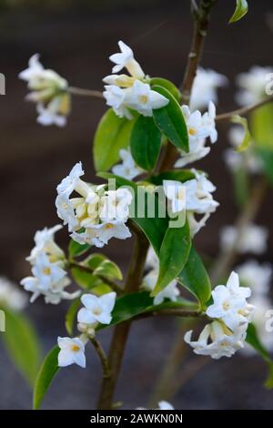 Daphne bholua giardino casa fantasma, fiori bianchi, arbusto fioritura inverno, profumo, profumato, profumato, profumo, profumo, fiori, arbusti, inverno, RM Floral Foto Stock