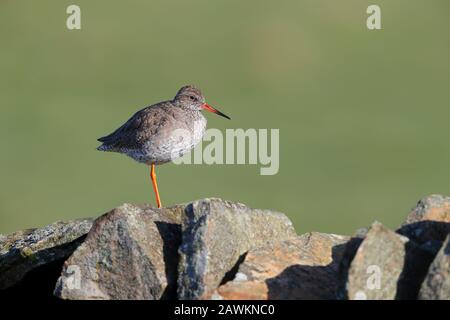 Allevamento adulto piumaggio comune Redshank (Tringa totanus) arroccato su un muro su terreni di allevamento nel nord dell'Inghilterra Foto Stock