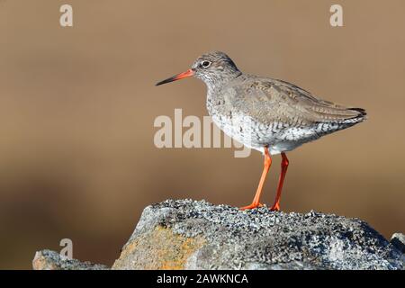 Allevamento adulto piumaggio comune Redshank (Tringa totanus) arroccato su un muro su terreni di allevamento nel nord dell'Inghilterra Foto Stock