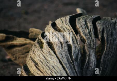 Primo piano di tronco di albero ruvido a gnarLED Foto Stock