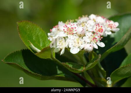 Black chokeberry (Aronia melanocarpa), la fioritura del superfruit Foto Stock