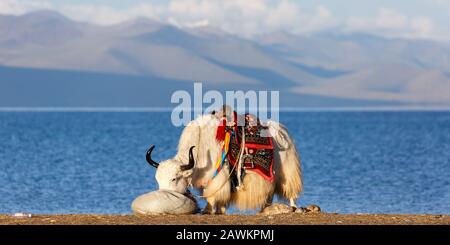 Yak bianco, furry con corna nere che mangiano (probabilmente erba) da un sacchetto. Sella colorata. Sul retro il Lago Nam Tso e la favolosa catena montuosa tibetana. Foto Stock