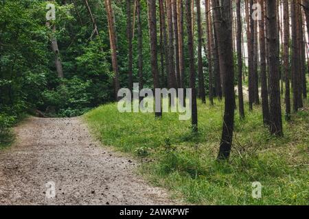 Un percorso sterrato che conduce attraverso gli alberi in una foresta Foto Stock