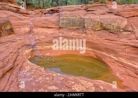 Una delle sette piscine d'acqua su una terrazza in arenaria lungo Il Soldiers Pass Trail a Sedona Arizona conosciuta come le sette Piscine Sacre. Questo è uno dei nar Foto Stock