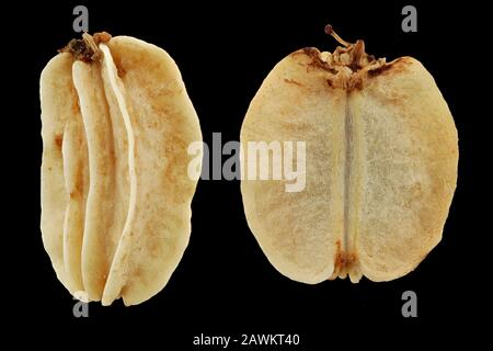 Angelica archangelica, Giardino angelica, Arznei-Engelwurz, primo piano, semi (frutta), lunghezza 5-8 mm Foto Stock