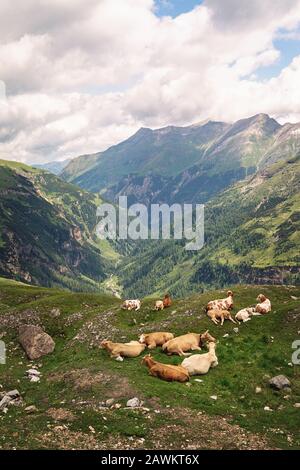 Gruppo di vacche sono in appoggio su un pascolo verde su uno sfondo di montagne, Alpi austriache, Grossglockner Strada alpina Foto Stock