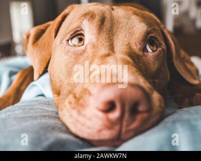 Amabile, grazioso cucciolo di colore del cioccolato. Primo piano Foto Stock