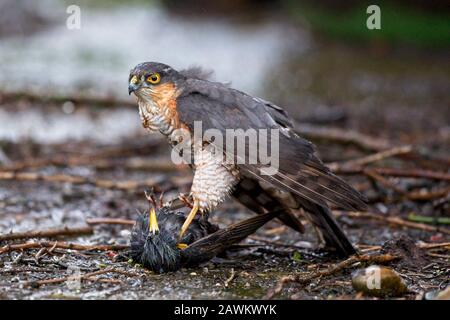 Nonostante le terribili condizioni meteorologiche durante la tempesta Ciara oggi, questo Sparrowhawk è ancora riuscito a sciogliersi con successo e catturare uno Starling nel giardino dei fotografi in East Sussex, Regno Unito. Foto Stock