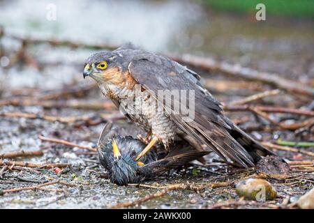 Nonostante le terribili condizioni meteorologiche durante la tempesta Ciara oggi, questo Sparrowhawk è ancora riuscito a sciogliersi con successo e catturare uno Starling nel giardino dei fotografi in East Sussex, Regno Unito. Foto Stock