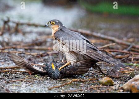 Nonostante le terribili condizioni meteorologiche durante la tempesta Ciara oggi, questo Sparrowhawk è ancora riuscito a sciogliersi con successo e catturare uno Starling nel giardino dei fotografi in East Sussex, Regno Unito. Foto Stock