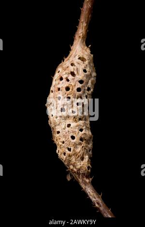 Un esempio di gall A Stelo di Bramble causato dal gall wasp Diastropus rubi. Il gall è visto qui dopo che il bramble è morto in inverno ed il gal Foto Stock