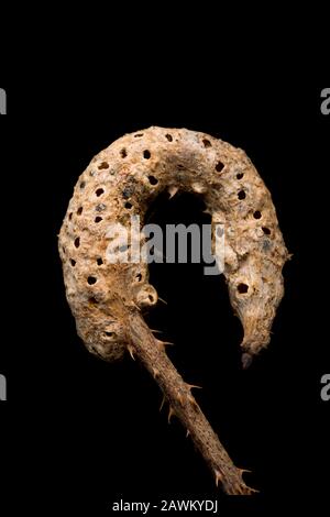 Un esempio di gall A Stelo di Bramble causato dal gall wasp Diastropus rubi. Il gall è visto qui dopo che il bramble è morto in inverno ed il gal Foto Stock