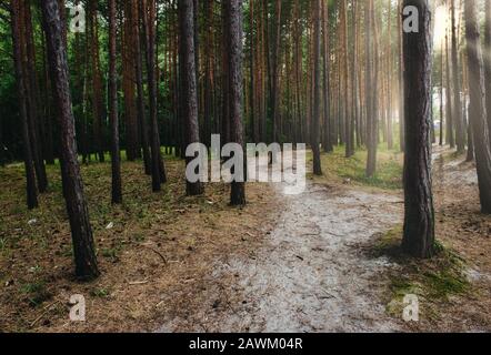 Un percorso naturale che conduce attraverso gli alberi in una foresta Foto Stock