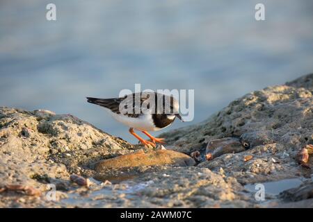 A Turnstone, Arenaria interpres, in inverno crollano a febbraio sul porto di Cobb a Lyme Regis. Si è nutrimento sui resti di un granchio. Il a. Foto Stock